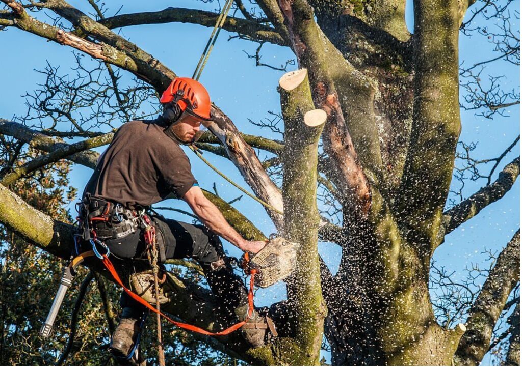Baumpflege Baumschnitt Braunschweig