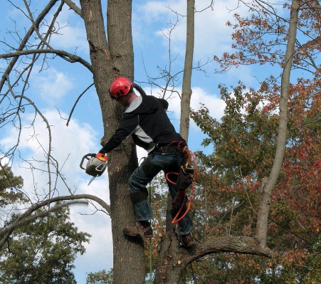 Baumpfleger in Braunschweig