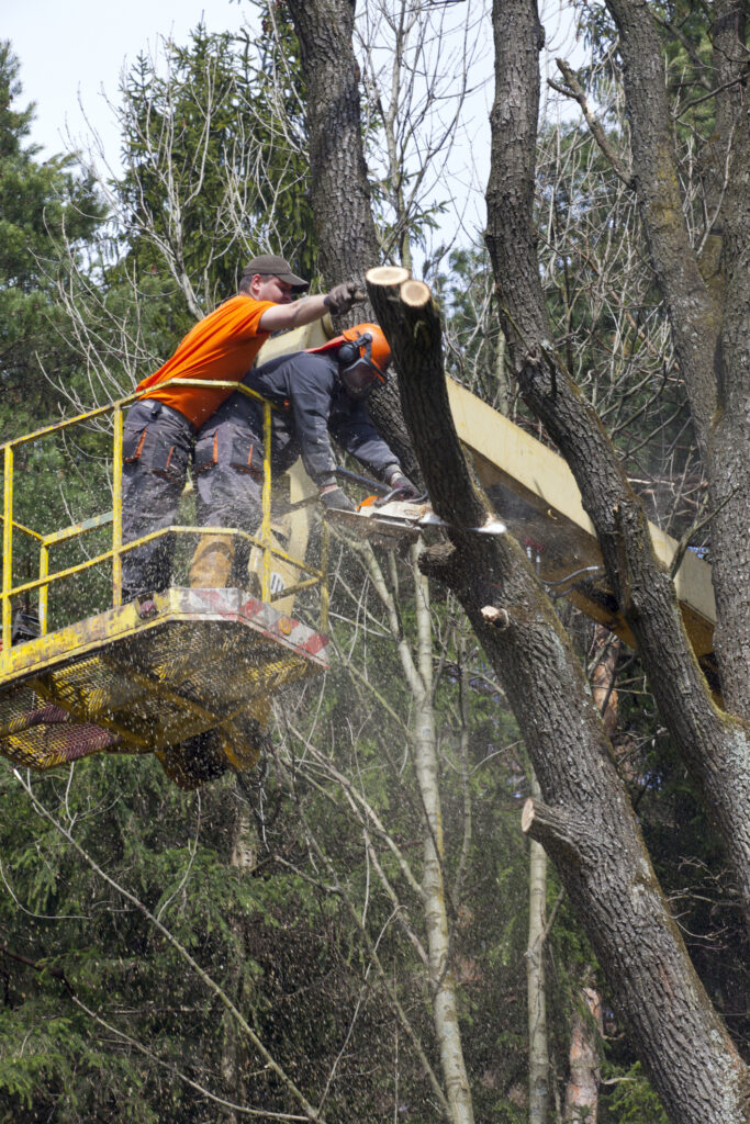 Baumpflege Baumkontrolle Braunschweig